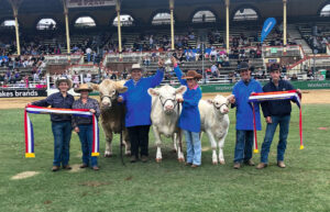 Ekka wins for Tallegalla and Mt Walker Charolais studs
