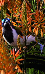 Aloe to a honeyeater