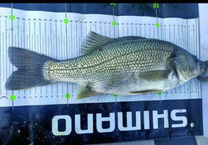 Daren trumps with Moogerah bass