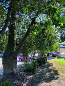 In search of a school’s time capsule