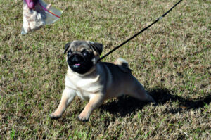 “We could not have asked for more” – Rosewood Show success