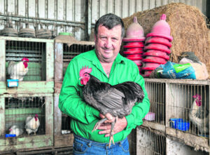 Rooster rude awakenings threaten fowl future
