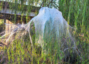 Ballooning spiders blanket trees to escape floodwaters