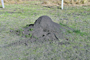 Fire ant invaders fought in Thagoona since 2018