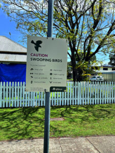 It’s swooping season – be aware