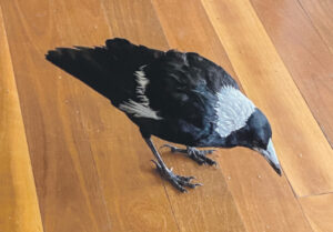 Ramblings – 31st October 2025