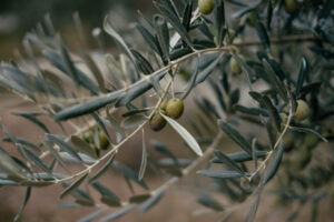 Thanksgiving in the olive grove