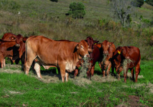 Tallegalla family 160 years in cattle game