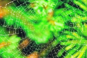 Ramblings – 7th November 2025