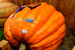 Farm produce is more than big pumpkins at Marburg Show