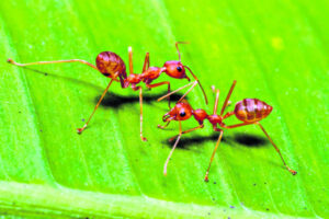 Year-round fire ant program underway