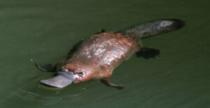 Survey shows increase in platypus presence