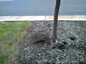 Fire ants, a real concern