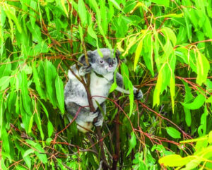 ‘Largest and longest’ vaccine success for koala health