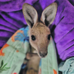 Rotary with a singular cause – wildlife rescue