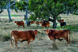 Terrible timing of Trump tariffs