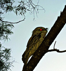 Local group takes a walk through nature