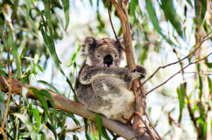 Watch out, koalas about … it’s mating season