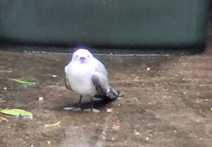 Seas-onal flight path interrupted