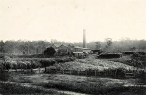 Fruits of the scrub soils on lowland and slope