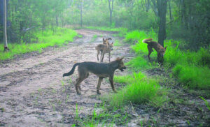 Risk to pet dogs during wild dog breeding season