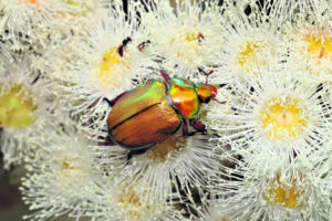 Where have all the Christmas Beetles gone?