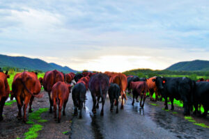 Moo-ve over motorists, cattle have right of way