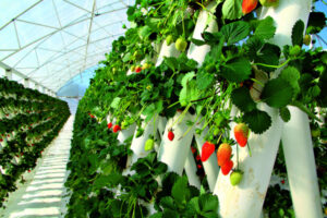 Vertical farming evolves as scientists grow up