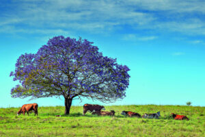 Bloomin’ lovely Spring flowering