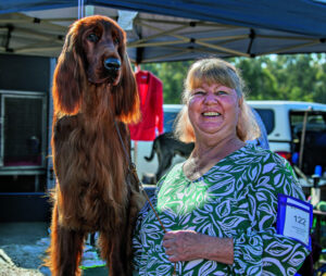 Beautiful canines glamours of dog shows