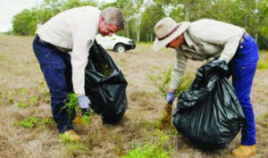 Several reports of fireweed infestation in the area as peak growth period begins