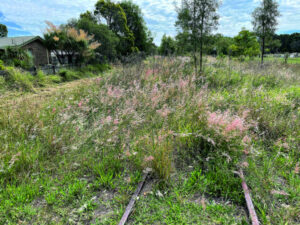 Old Rosewood railway line overgrown, attracting unwanted pests