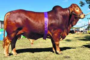 Issac the Supreme Champion, cracks the Central Queensland market