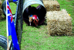 Pig whisperer and racing caller has entertaining thoroughbreds