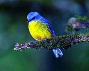 Bird lovers called on for Peak Crossing camp out