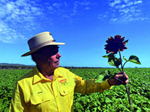 Sunset in the Sunflowers – dance and dinner celebration
