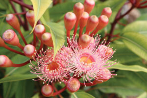 ‘It’s back!’ Rosewood native plant sale