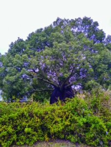 Bottle tree now under council protection, permanently