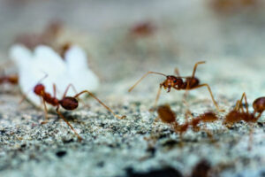 Rosewood households among thousands to receive free fire ant treatment kits