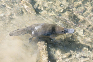 $1.2 million to protect platypus across SEQ