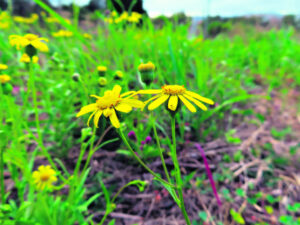 Plans to control fireweed outbreaks in the area