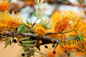 More than just plants, event has something for everyone