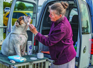 Combining a love of dogs, with a love of shows