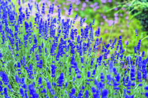 Home & Garden – Think ahead to beat the drought