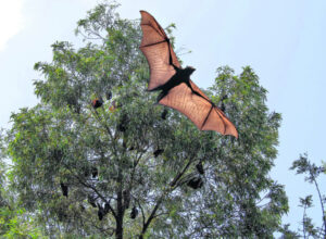 New peril stalks flying foxes