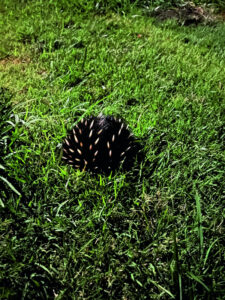 Take care if you find this backyard visitor