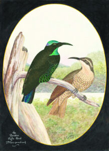 History – A shimmering shot of a songbird