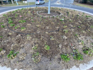 Disappointment at the ‘death of floral colour’ at the Rosewood roundabout