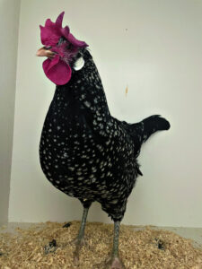 More than 900 entries in annual poultry show