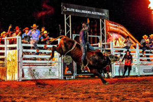 Bulls and beers back at Rising Sun Hotel